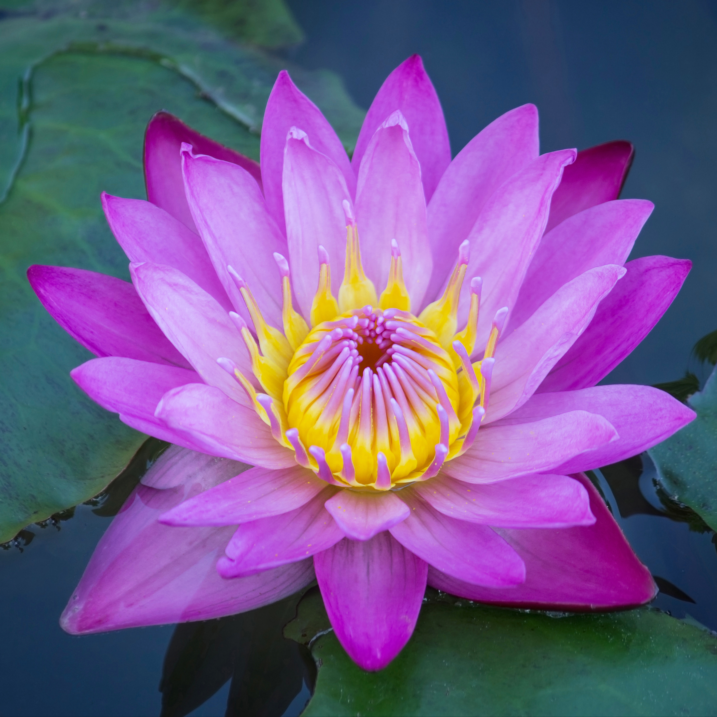 Secret Garden (90 min) (Sezónní nabídka)