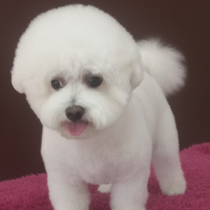 Bichón frisé (Baño)
