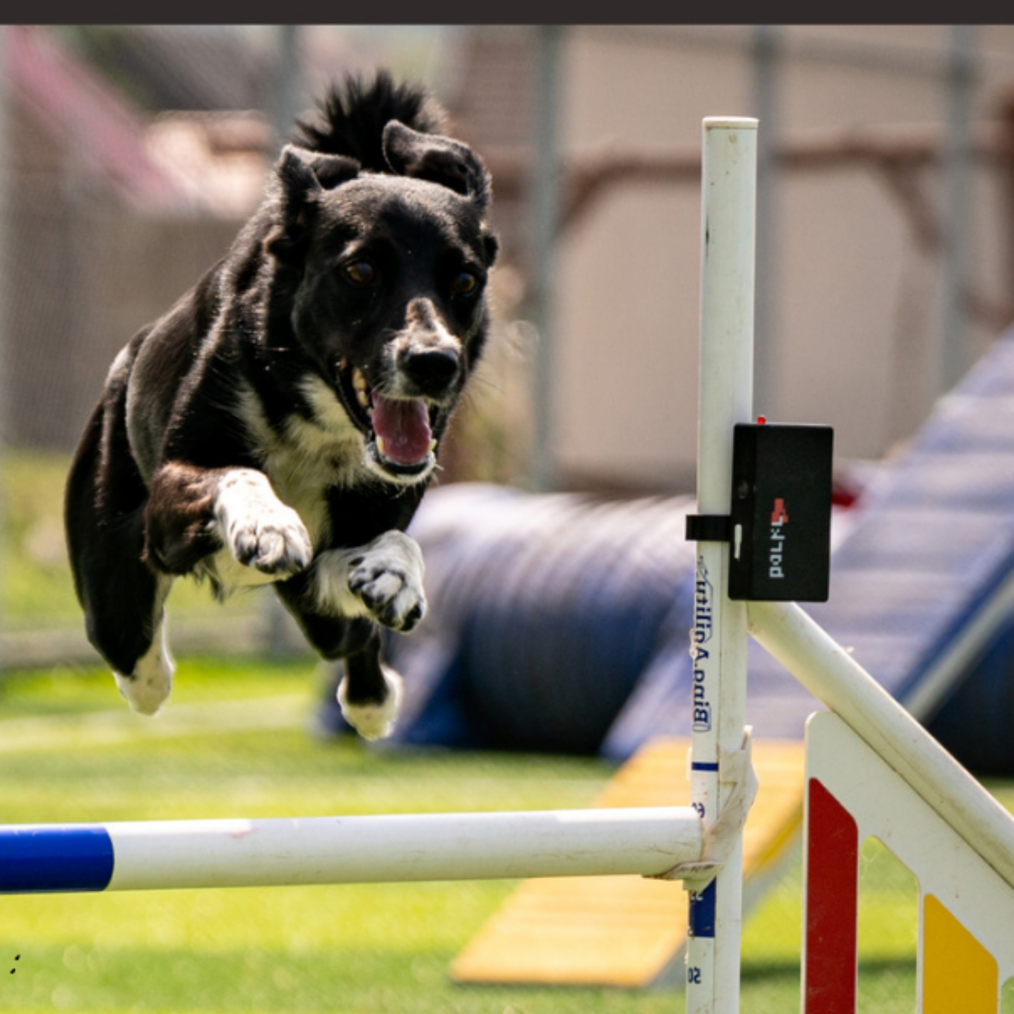 Concours Agility - Séance d'ostéopathie