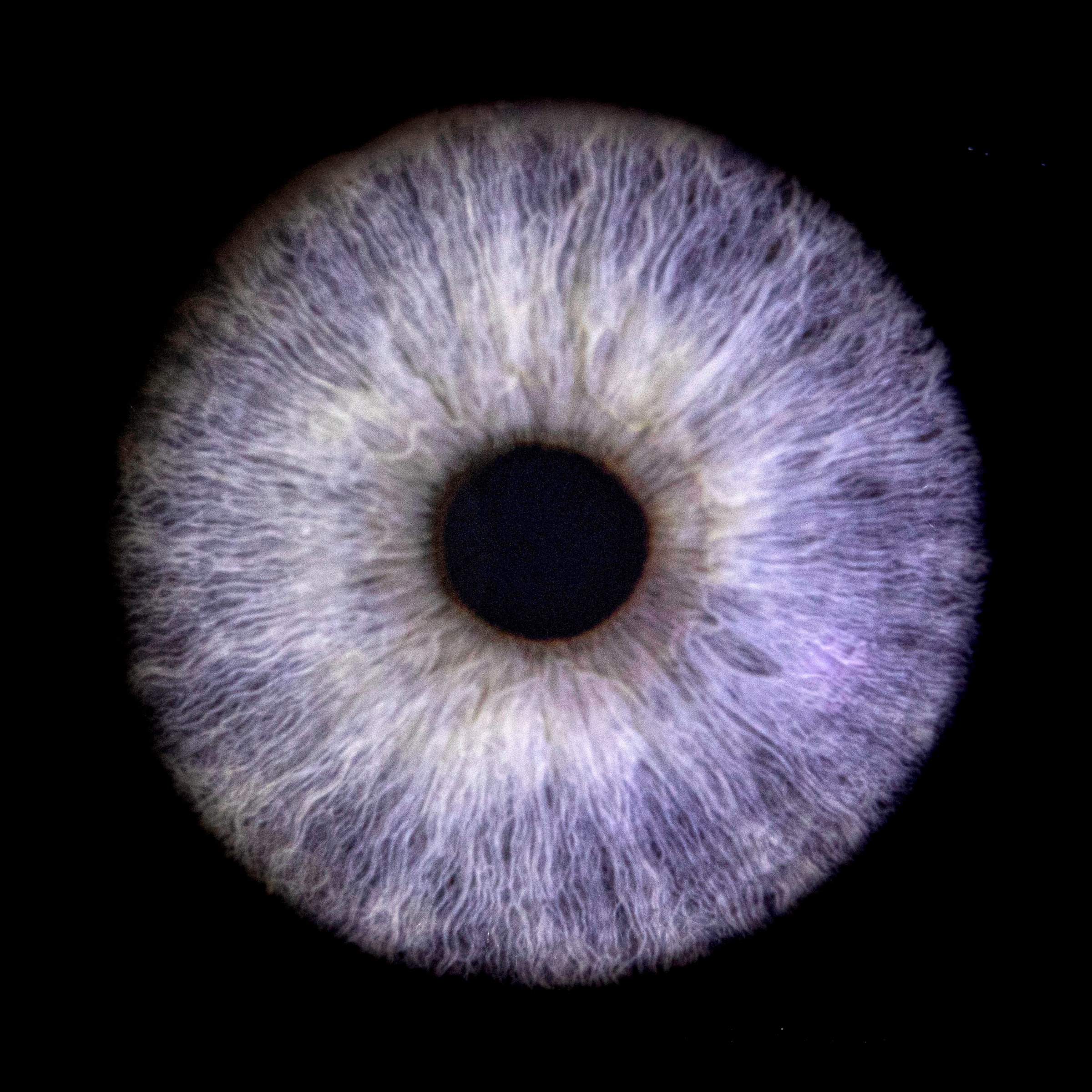Prise de vue d'un ou plusieurs iris