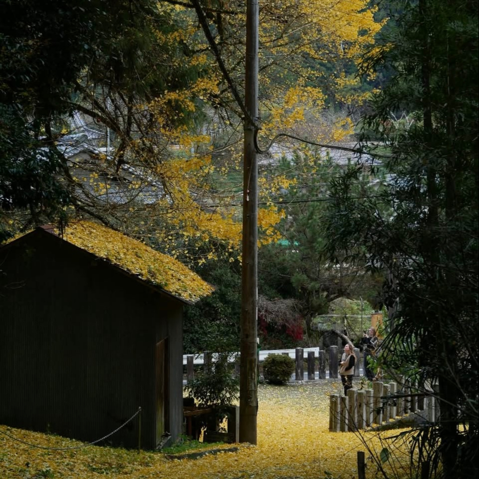 SÉANCE "L'éveil du Séquoia" (accompagnement parcours 3 mois)
