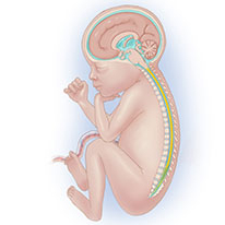 Rachide neonatale (0-3mesi)