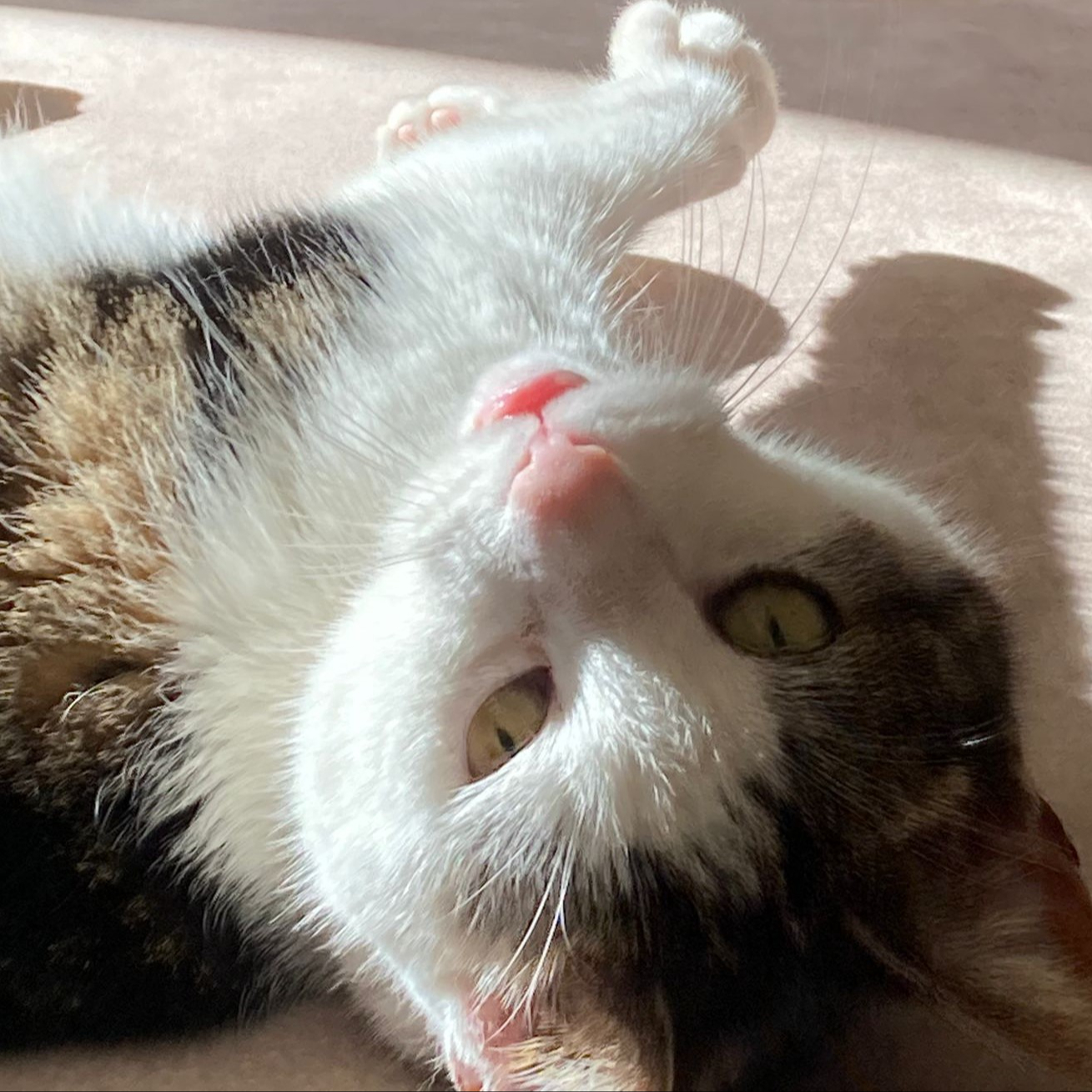 Oppassen/verzorgen huisdier