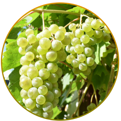 Tasting the White Tuscany