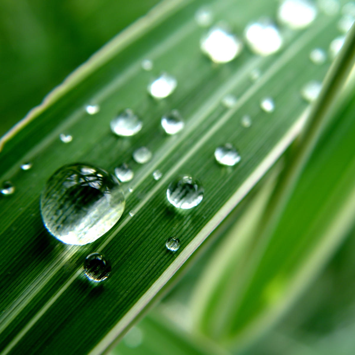 1ère consultation naturopathie