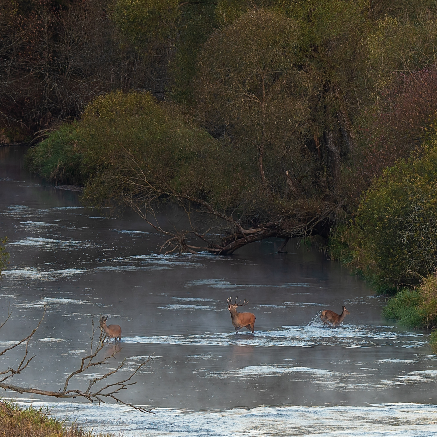 Šumava Wildlife expedice / 17.-21.září / JELENÍ ŘÍJE