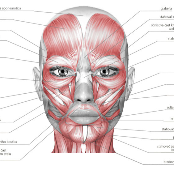 LIFTINGOVÁ / BUKÁLNÍ MASÁŽ