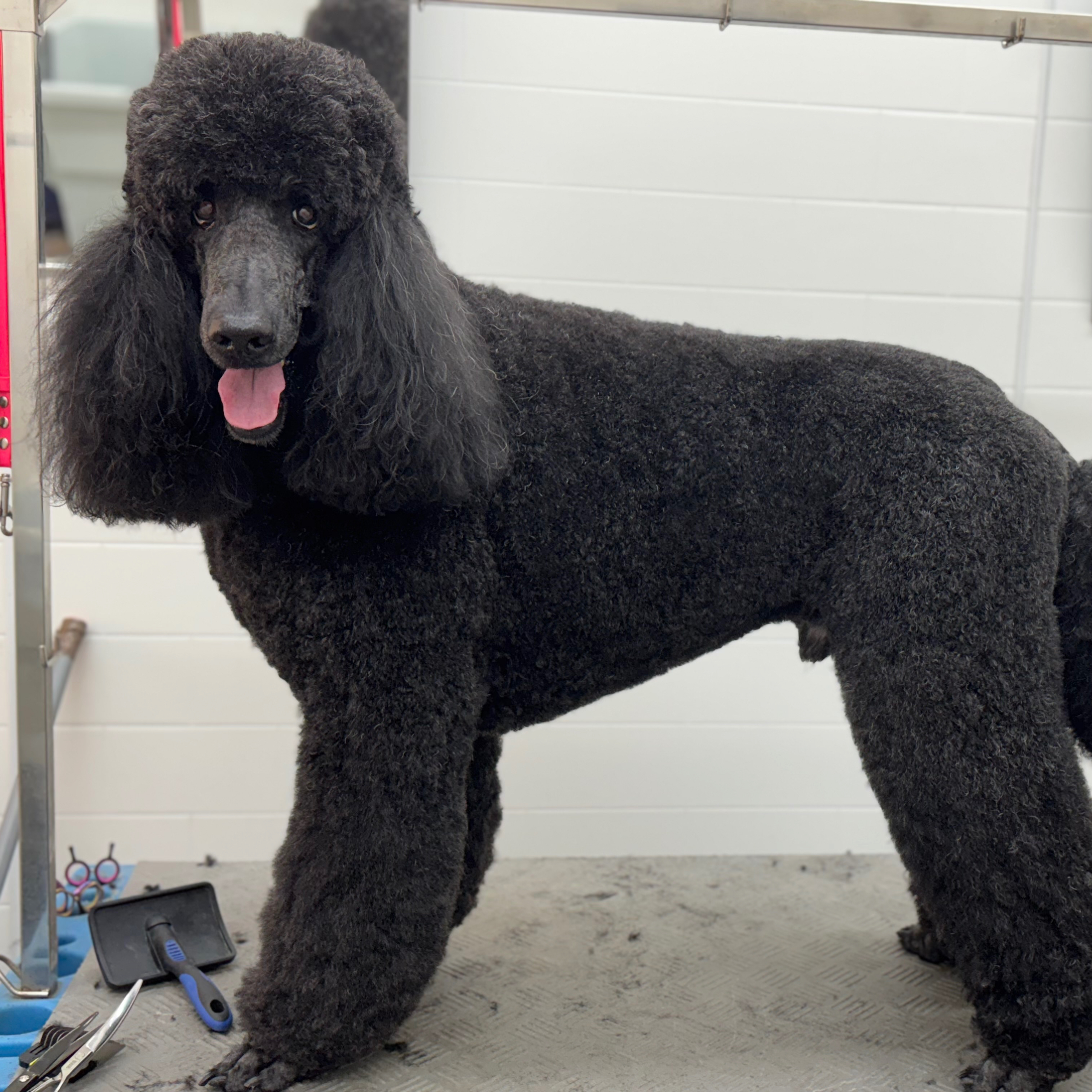 Střih Královský pudl/Schnitt Königspudel cena od 2499,-/ab 103€