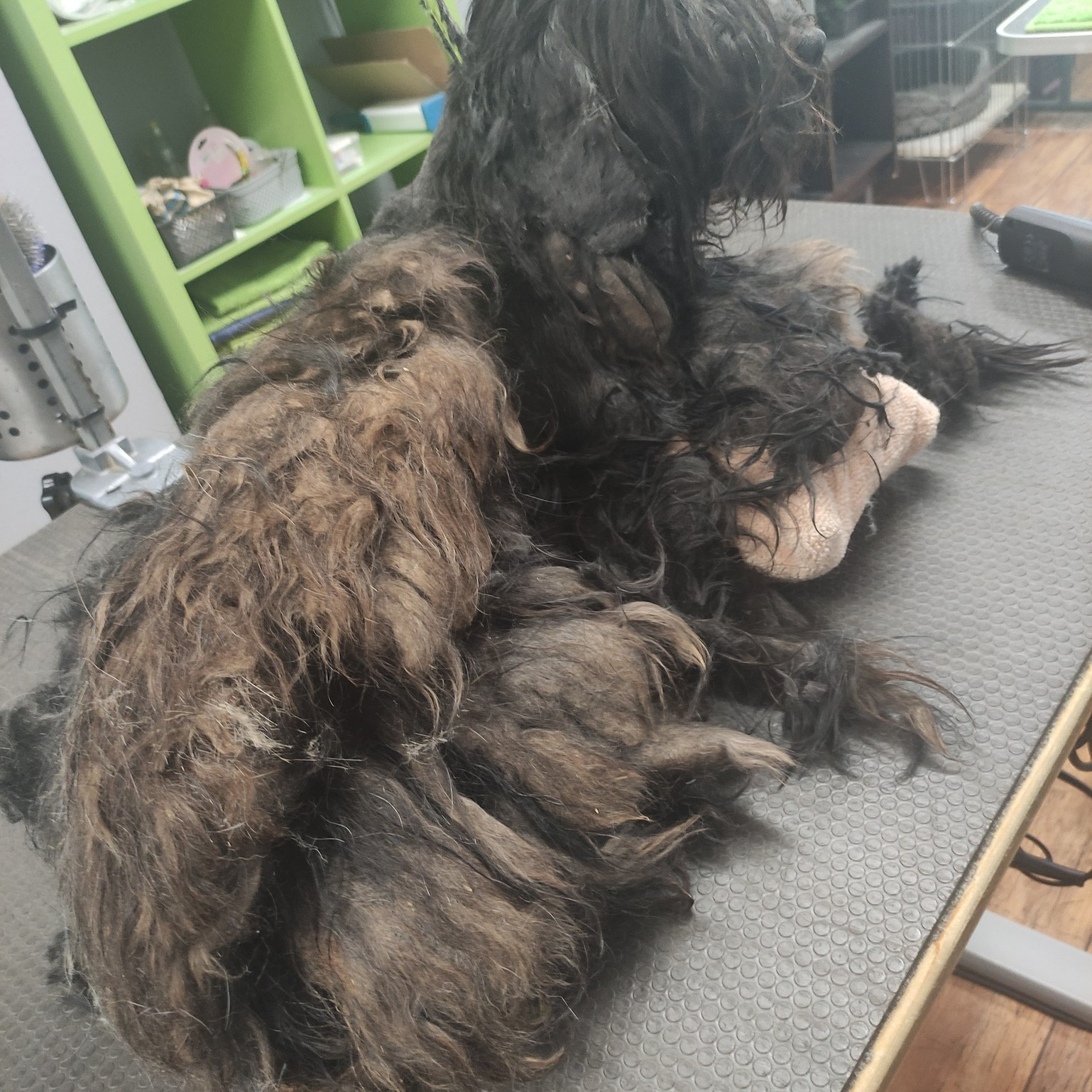 Évi egyszer nyírós kutyák (Puli és középtermetű kutyák)