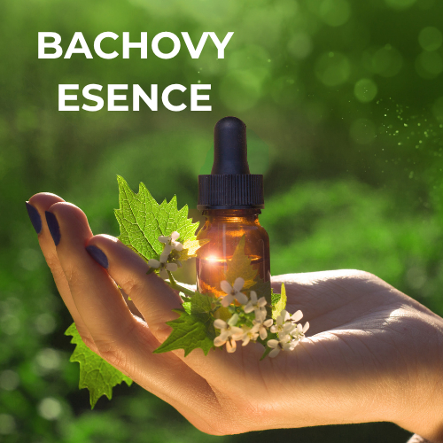 Bachovy esence - vstupní konzultace