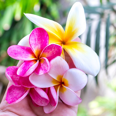 MASSAGGIO HAWAIANO LOMI LOMI NUI