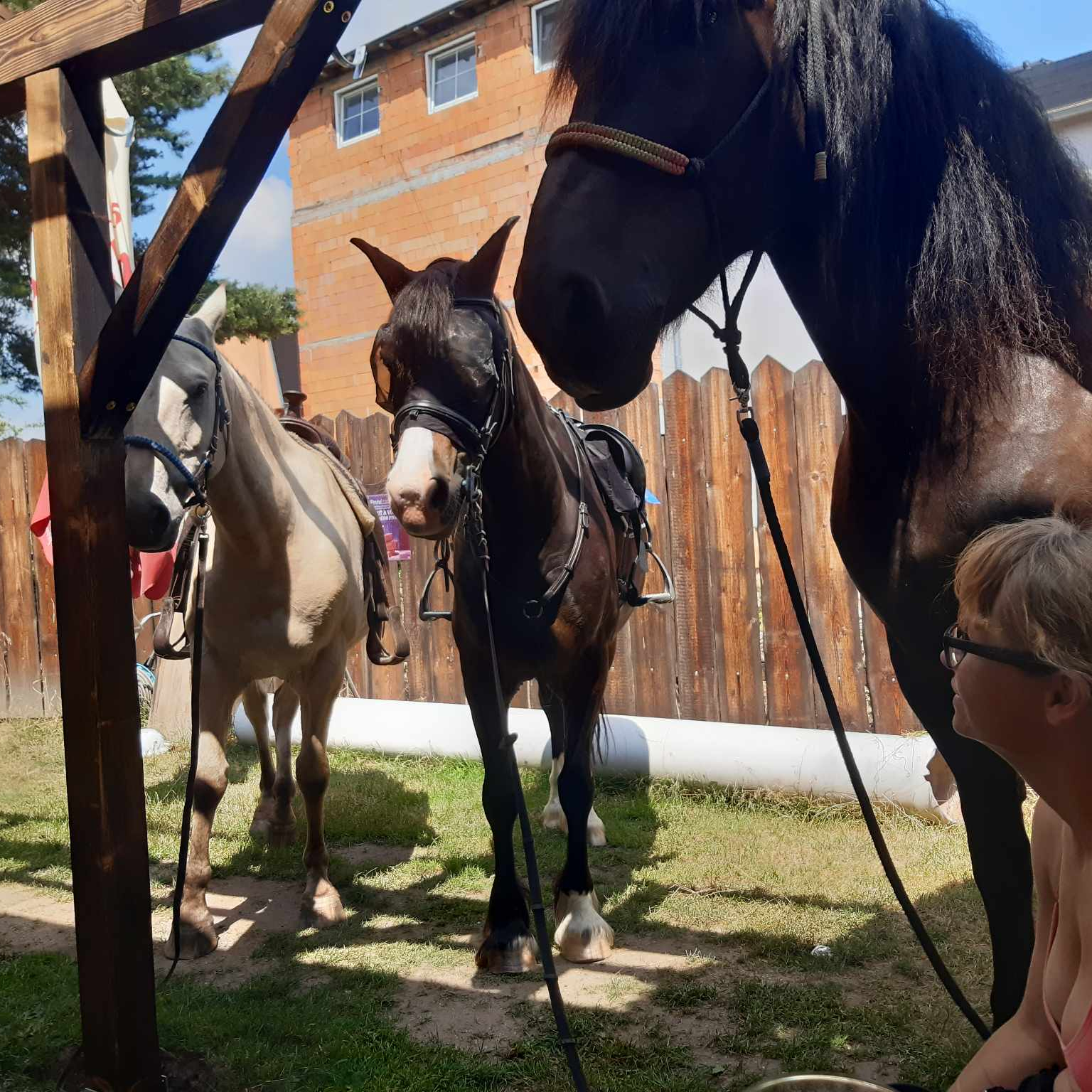 Koňoklubík - 1.pololetí