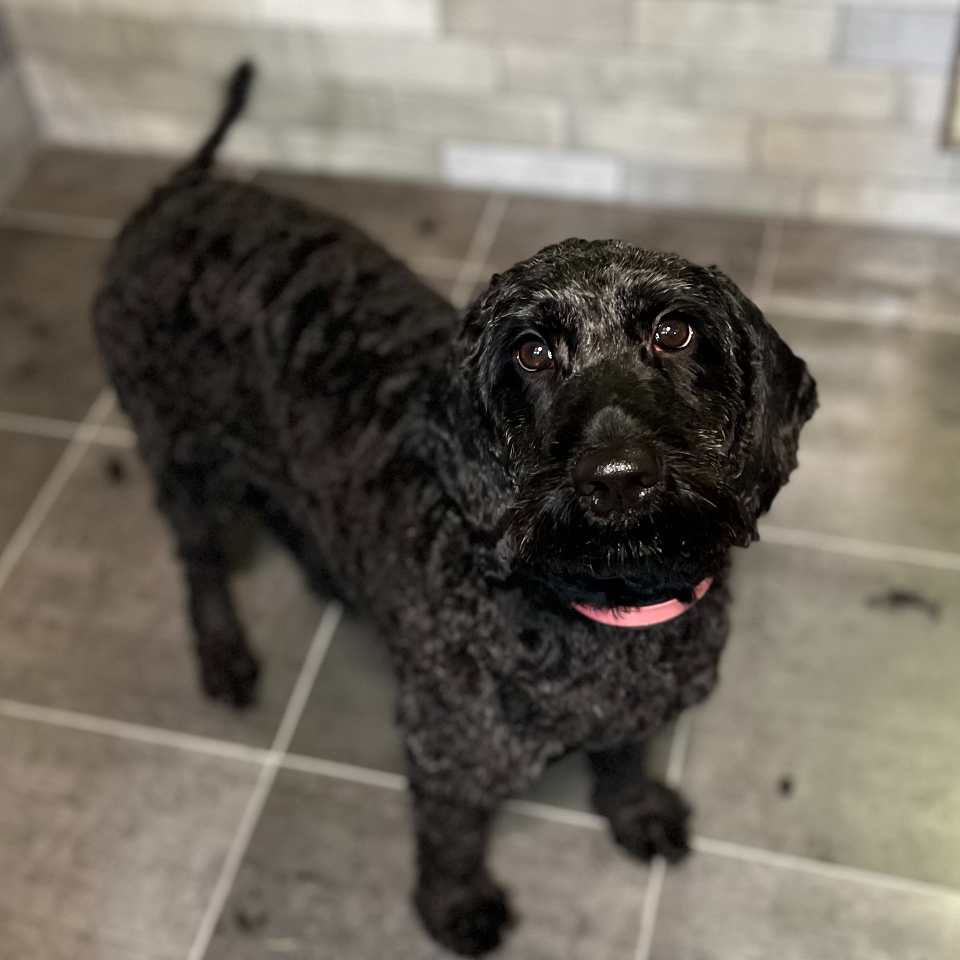 Vask og føn (over 10kg)