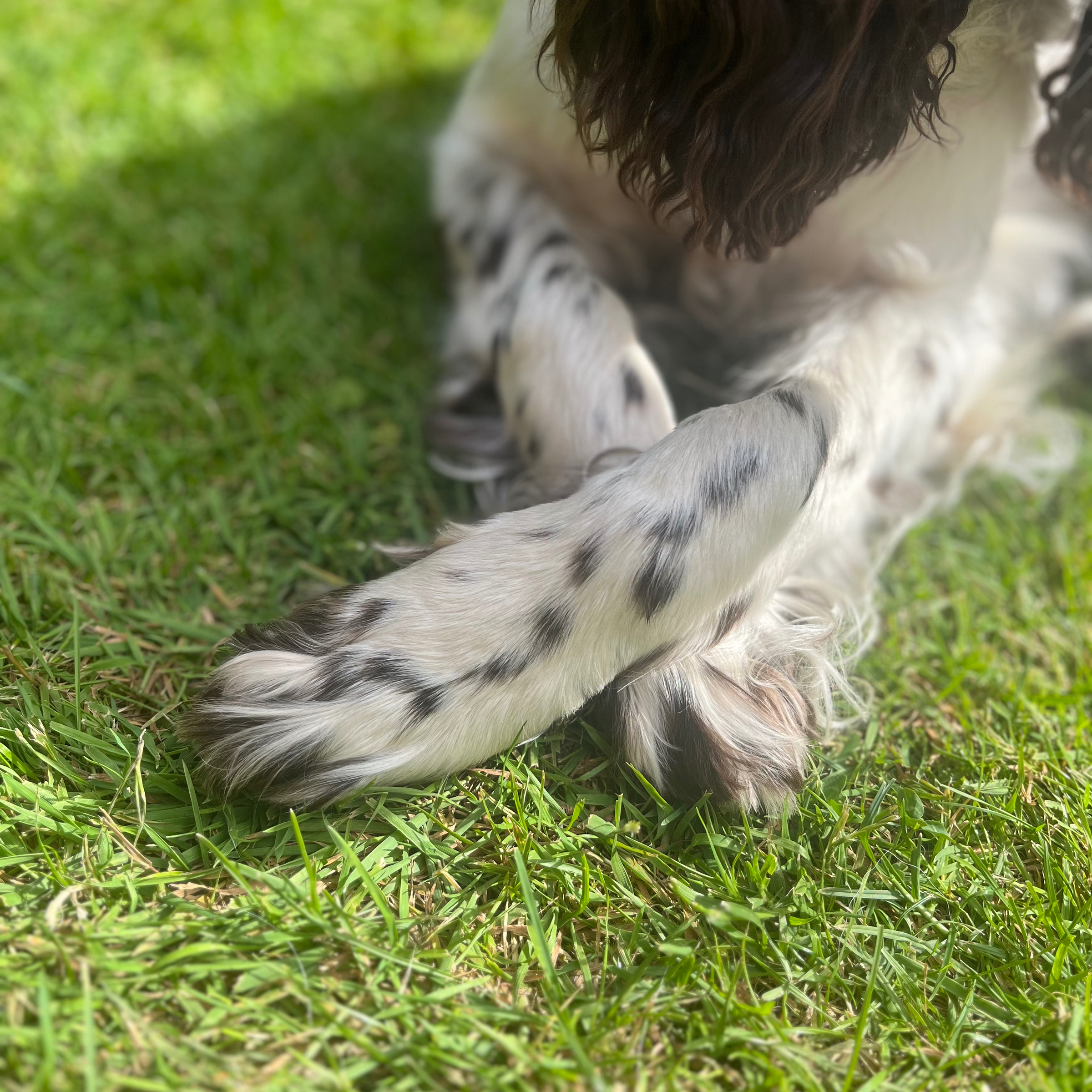 Úprava drápků / Krallenpflege - cena 170,-/ 7€