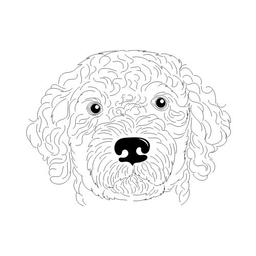 Lagotto