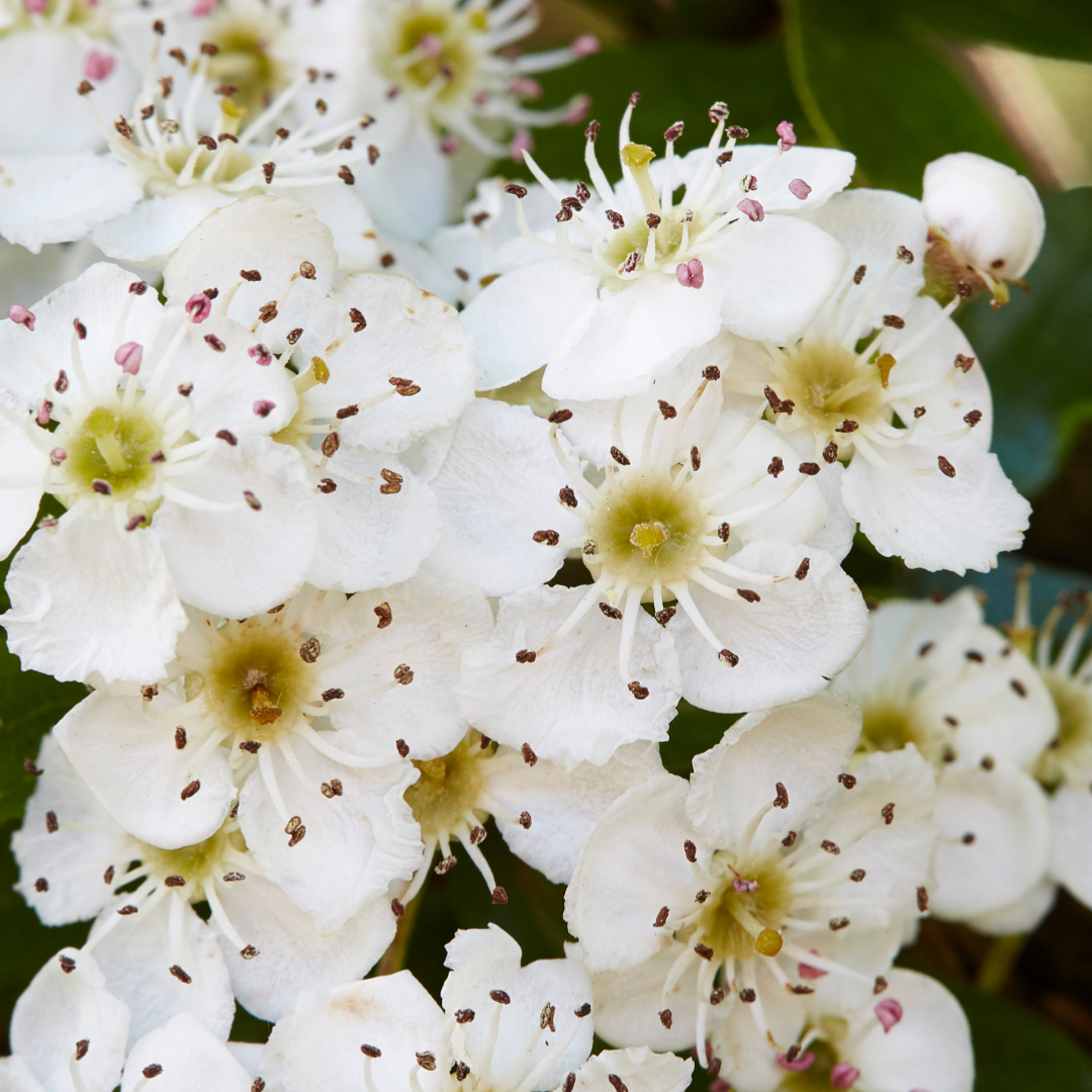 Séance de Yoga Individuel