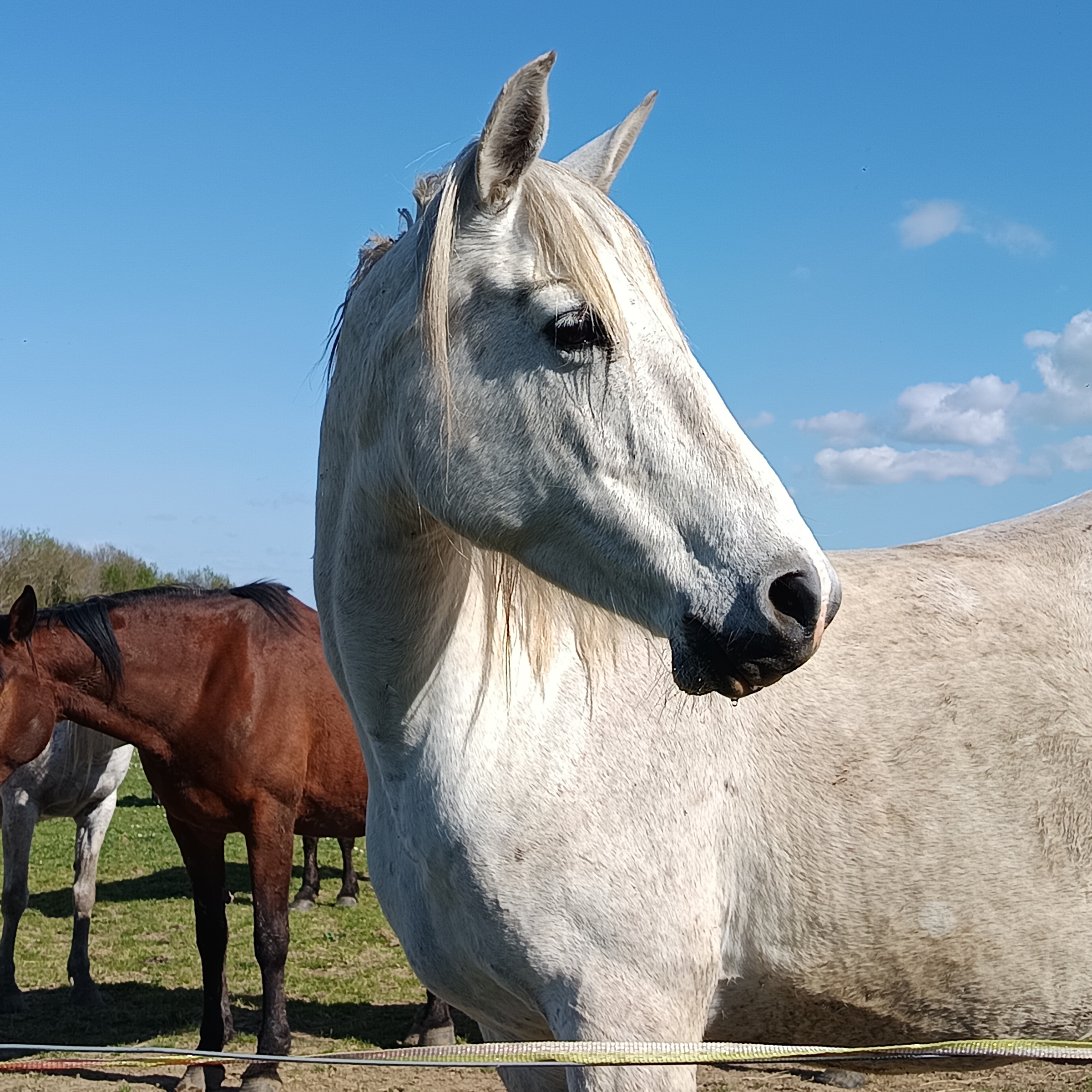 Séance d'équi-coaching