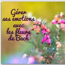 Séance Fleurs du Dr Bach en local professionnel