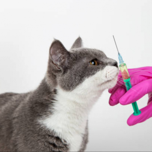 Vacina Quádrupla Felina