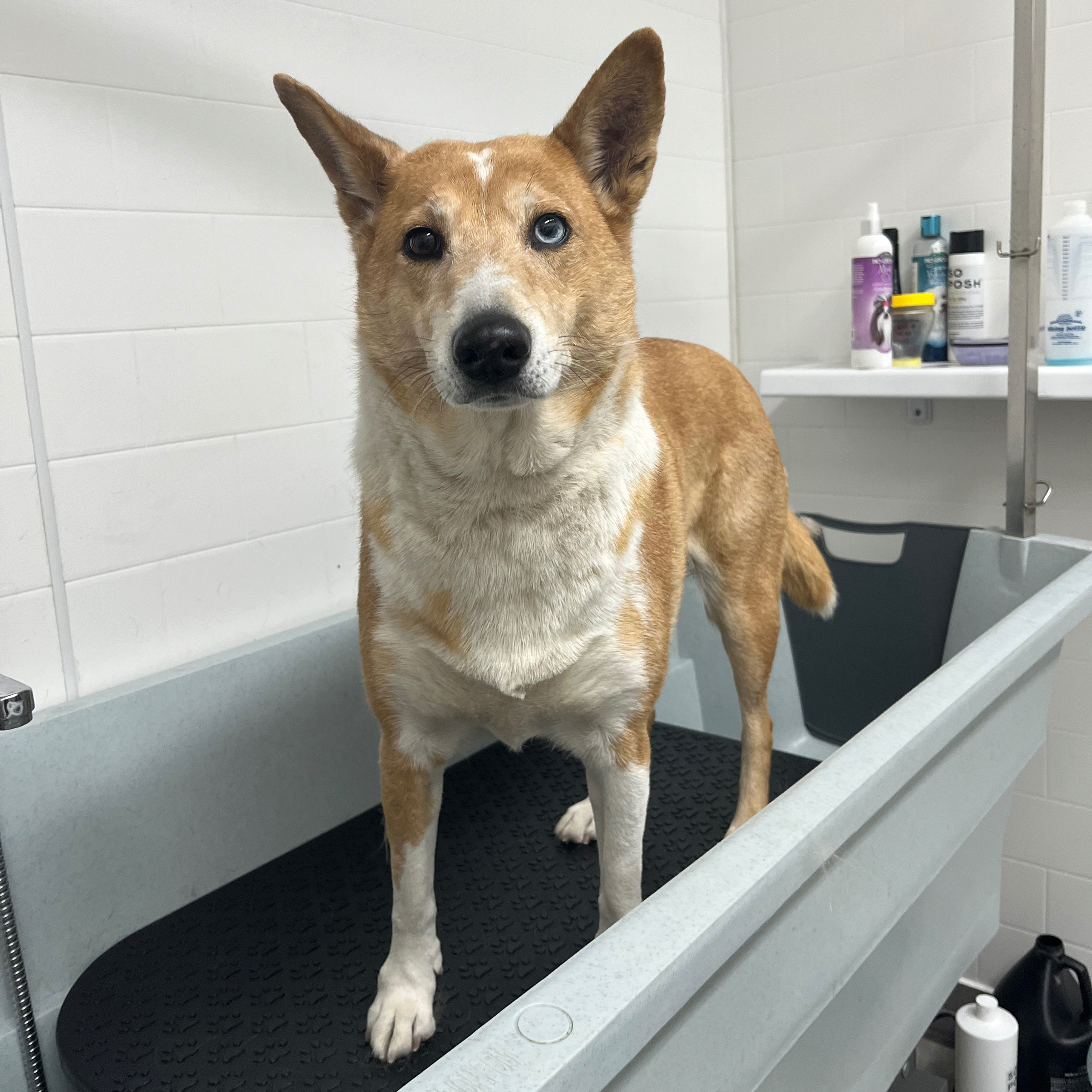 Koupel L/XL / Bad L/XL - cena od 1290,- / ab 51€