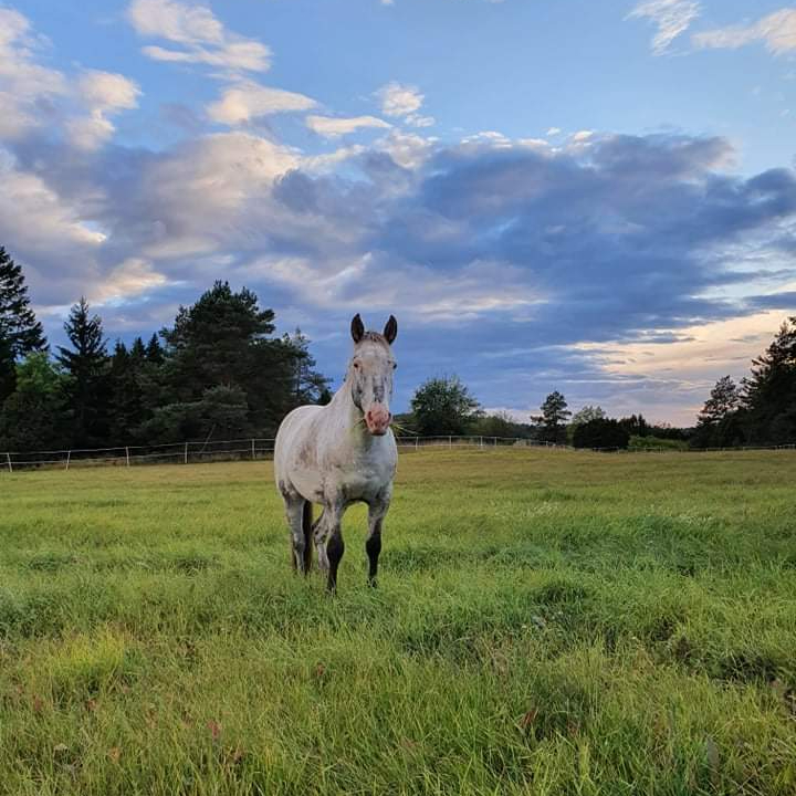 Uteritt 2 personer+20min stallsysslor