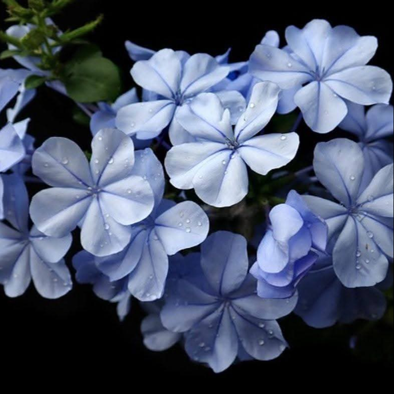 Atelier Fleurs de Bach "Vivre et vibrer son féminin sacré "- 2h