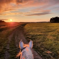 Uteritt-inga stallsysslor