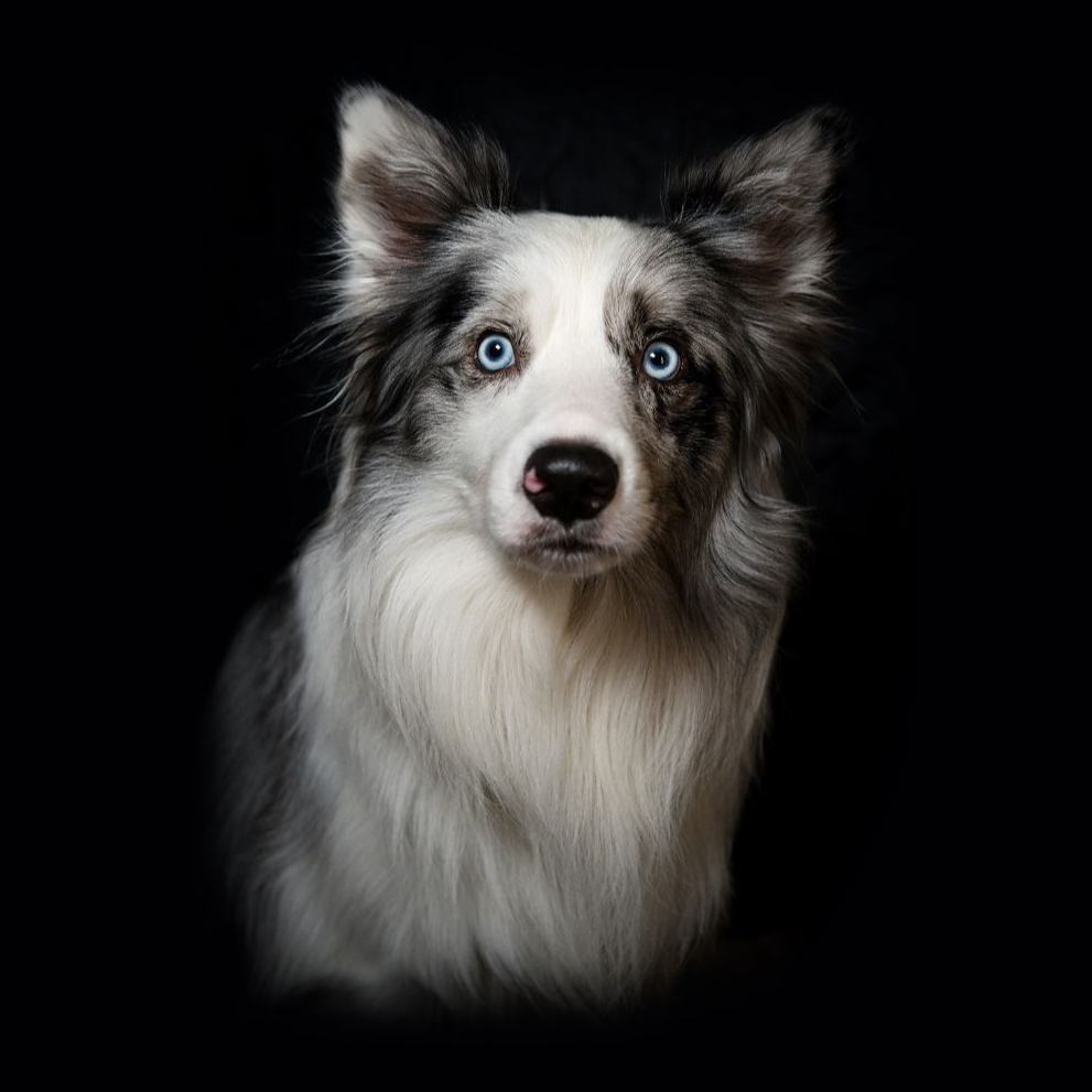 Portrét na černém pozadí (zvířata i lidé)