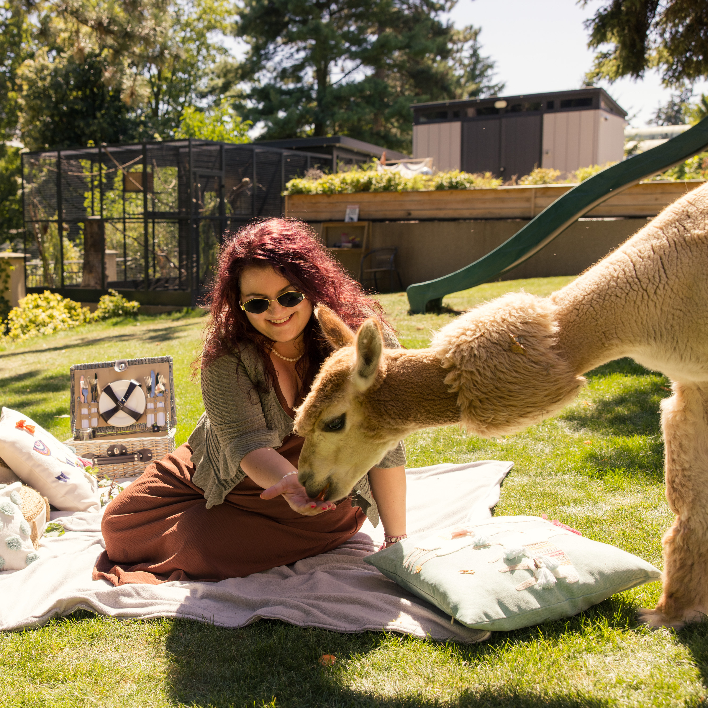 Krmení alpak a lemurů kata 45 minut