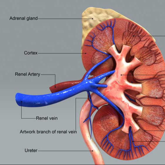Visita Nefrologica con Doppler Reni e Surreni