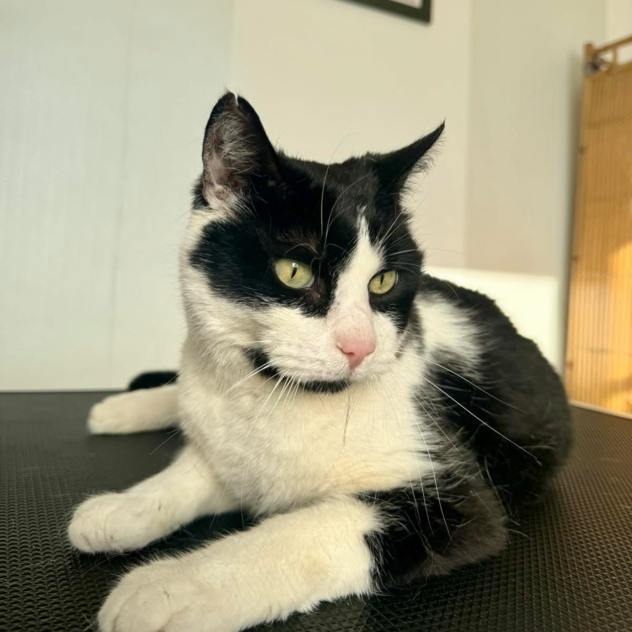 Séance d'ostéopathie CHAT