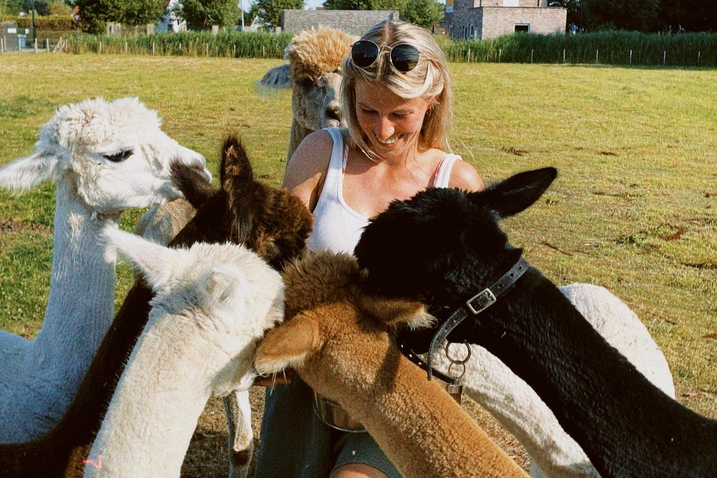 Meet & Feed