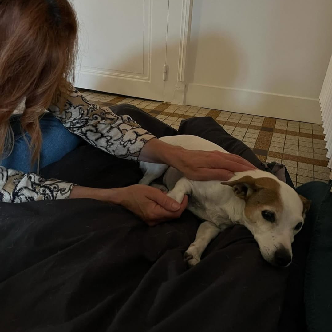 Soin énergétique-Reiki pour animaux