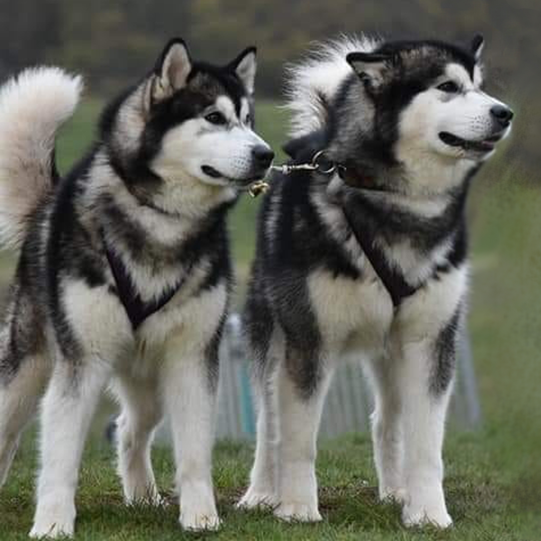 Week-ends immersion.