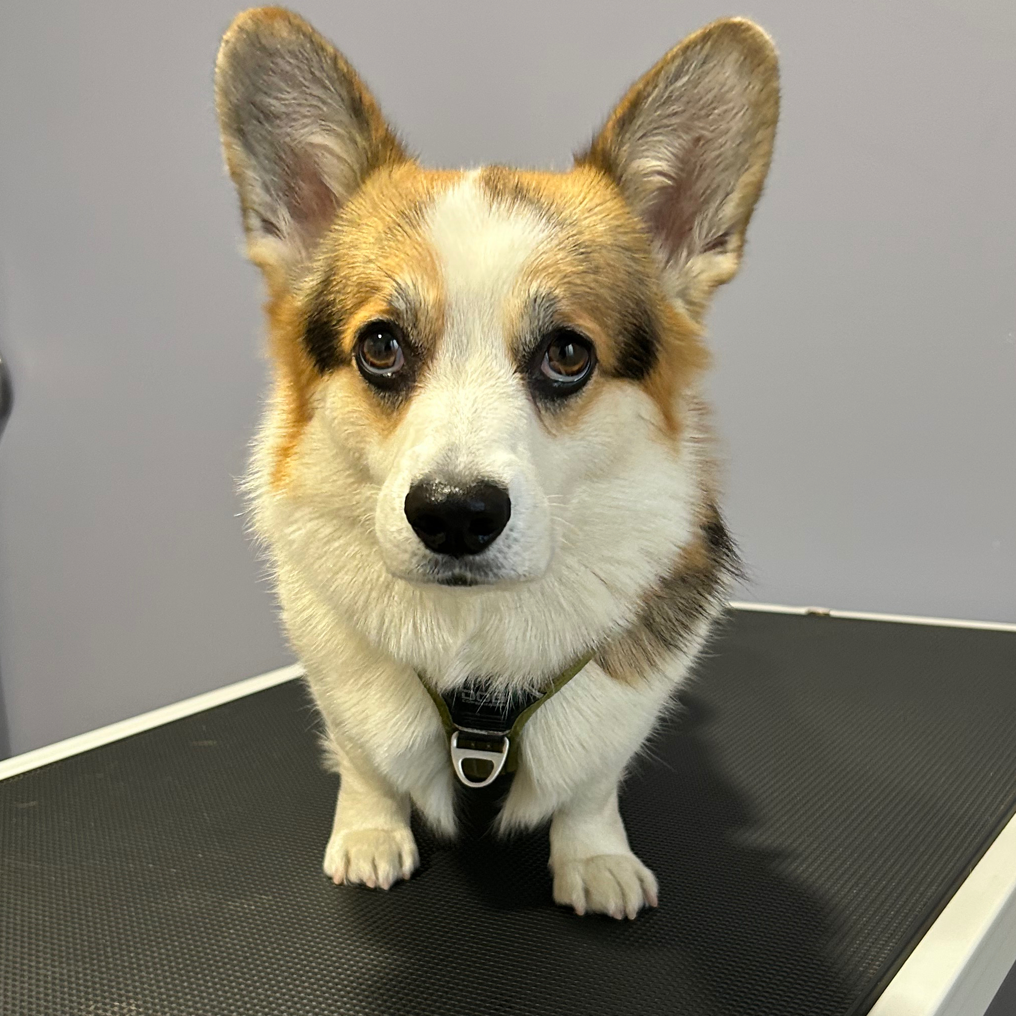 Ostéopathie animale - Chien / Chat