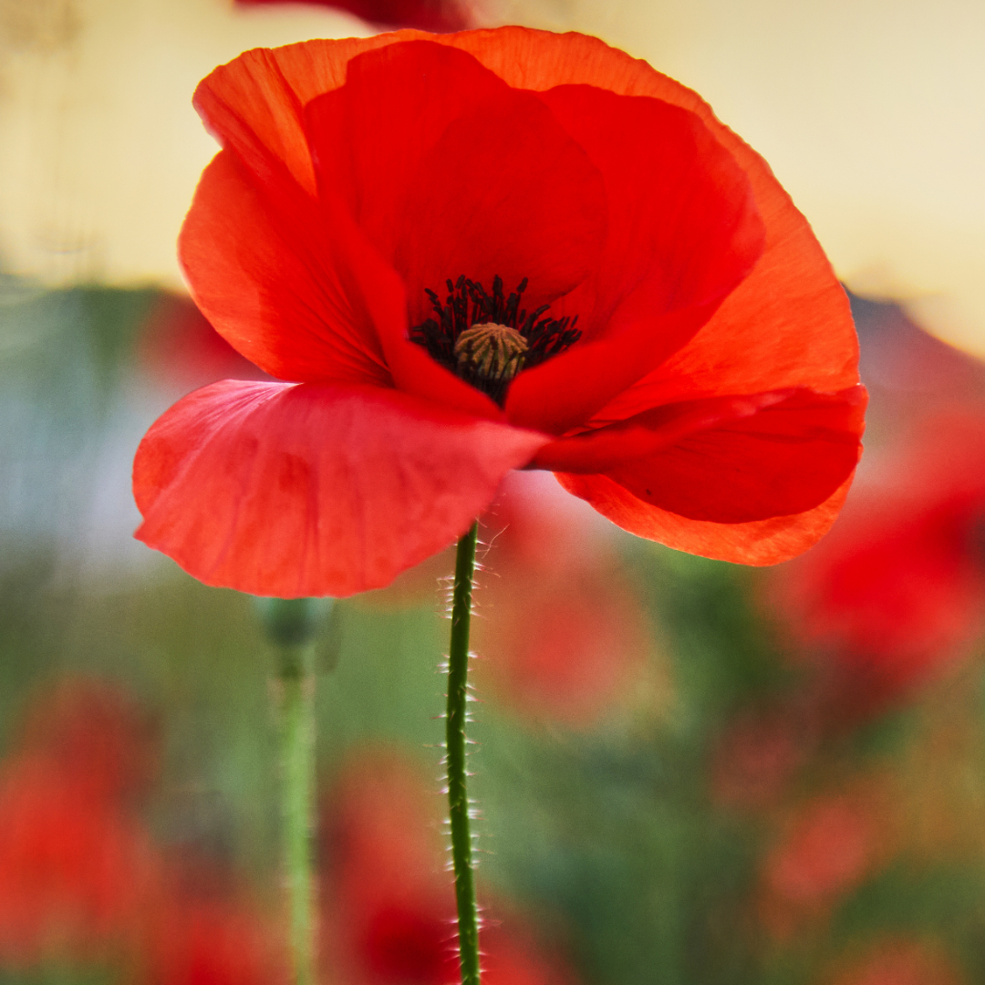 Bilan Ayurvédique - Au cabinet à Vinay