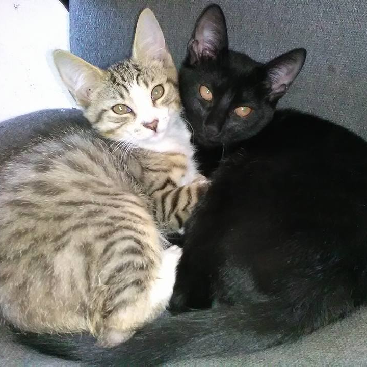 Kraniosakrální biodynamika KOČKY