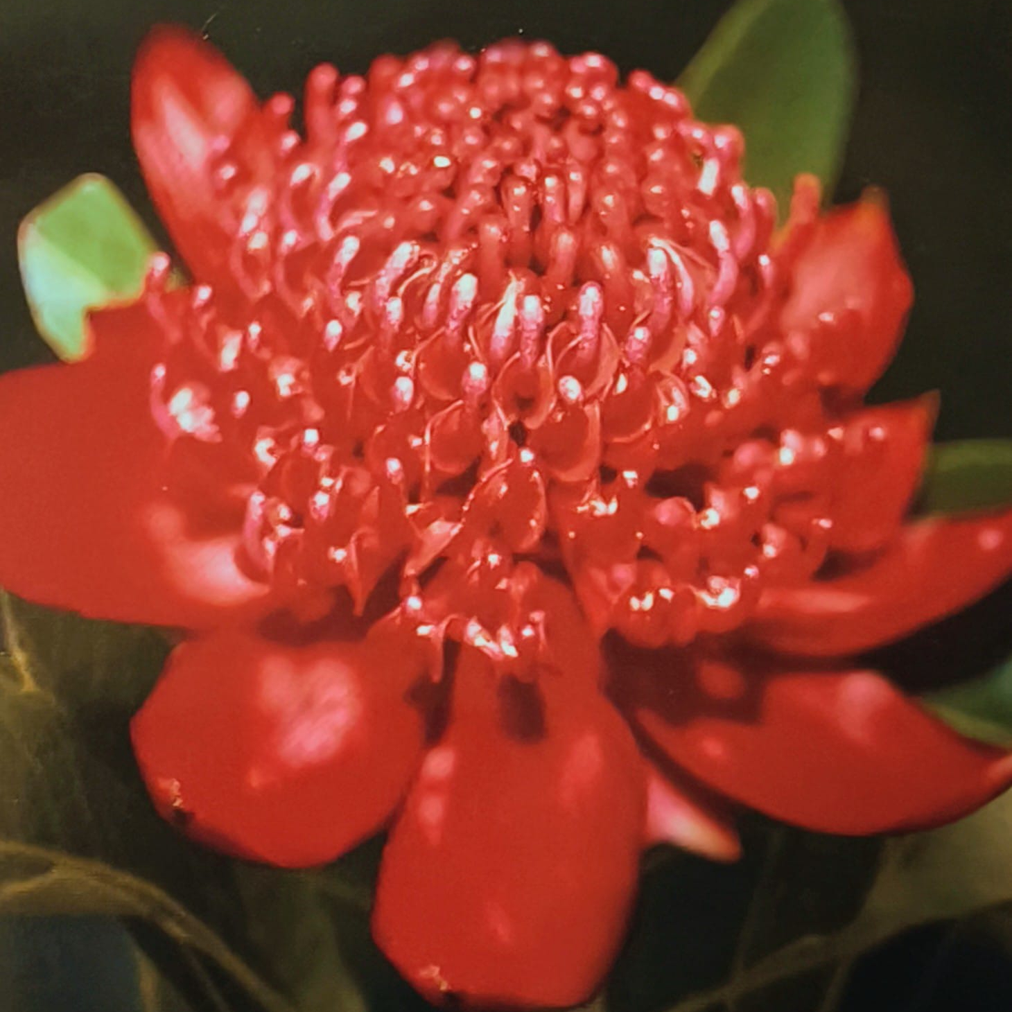 Vibrační homeopatie