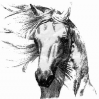 Socios Club Hipico Oropesa