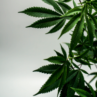Holistic Healthcare and Natural medicine clinic