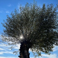 Orchidée Massage Font Romeu