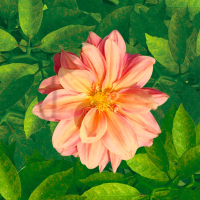 Den Klánovických Zahrad 2025