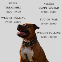Bullgym