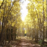 Cutting Edge Tree Care, LLC