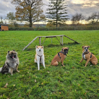 Les collectifs canins de Wendy & Mégane