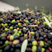 Frantoio Torre Bianca