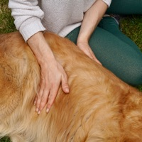 Marine Boulanger - ostéopathe animalier