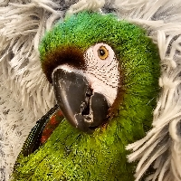 Záchranná stanice PAPOUŠČÍ RÁJ