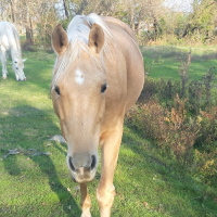 Orion Equine Lovas Fejlesztő Központ