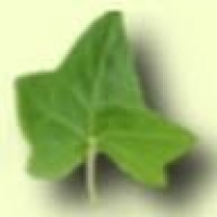 Escola Practiques II